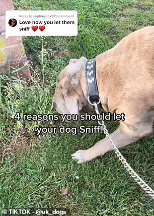 Spring scents trigger dogs to sniff and pull on leashes.