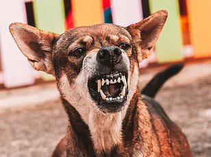 Spring scents trigger dogs to sniff and pull on leashes.