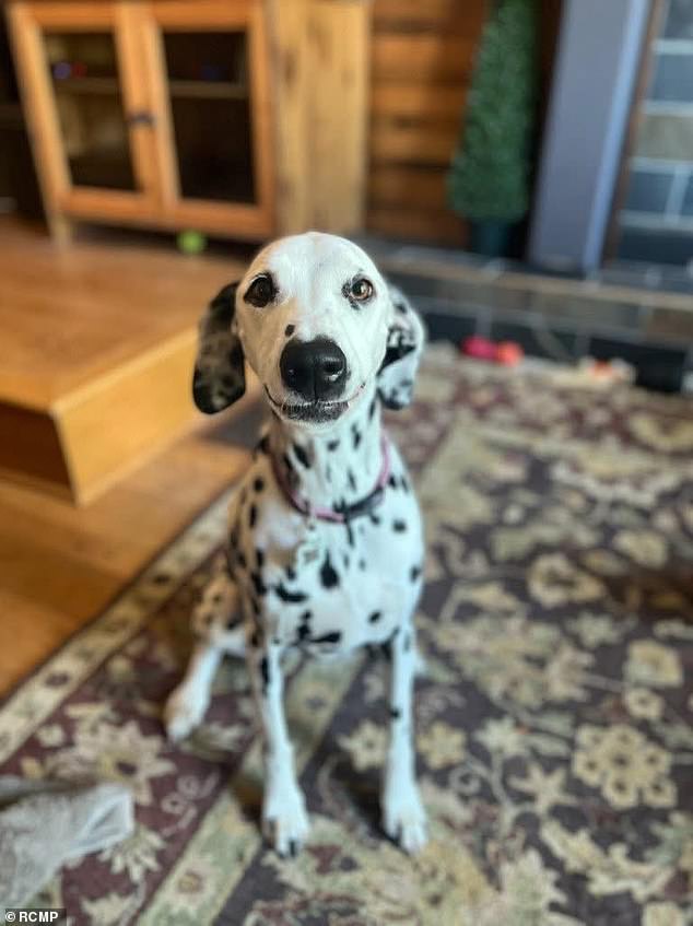 82-Year-Old Woman Found Dead After Vanishing With Dog in Canada