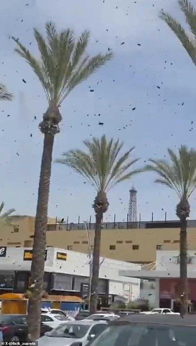 Israel residents panic as massive bee swarms link to biblical prophecy.