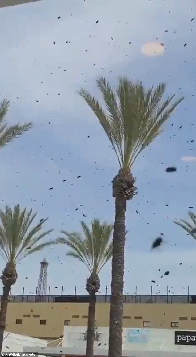 Israel residents panic as massive bee swarms link to biblical prophecy.