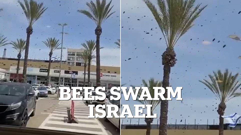 Israel residents panic as massive bee swarms link to biblical prophecy.