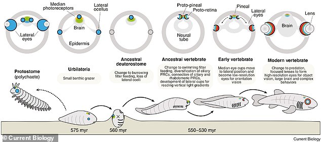 Ancient human "third eye" regulates sleep patterns despite losing vision.