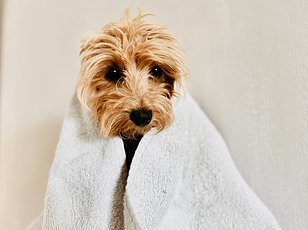 Chinese AI Collar Claims 95% Accuracy in Translating Pet Sounds.