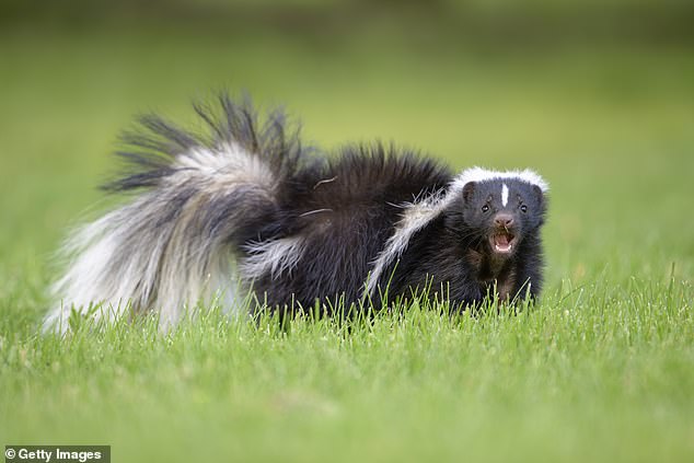 Farmer dies after receiving kidney infected with rabies from Idaho donor