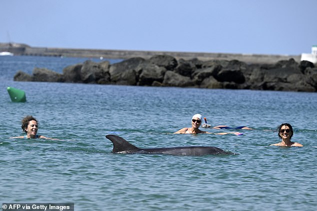 Lonely Dolphin Stays Near French Beach Despite Safety Warnings