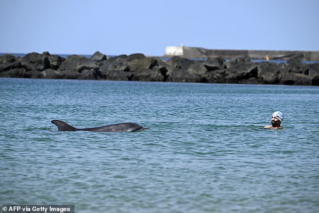 Lonely Dolphin Stays Near French Beach Despite Safety Warnings