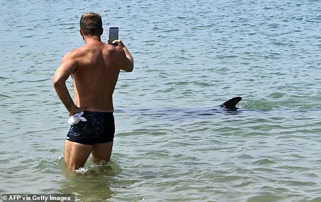 Lonely Dolphin Stays Near French Beach Despite Safety Warnings
