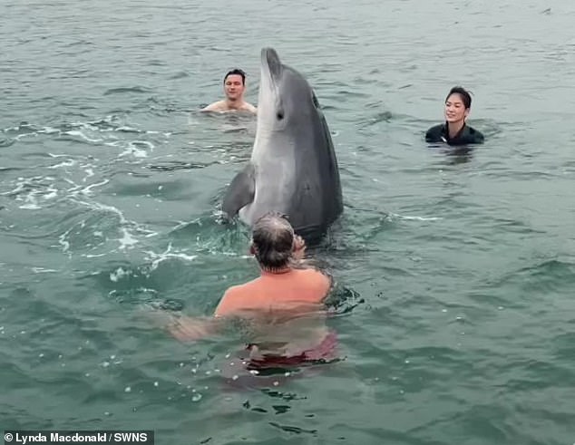 Lonely Dolphin Stays Near French Beach Despite Safety Warnings