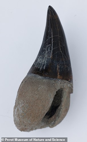 New 43-foot marine reptile Tylosaurus rex rivals T. rex in size.