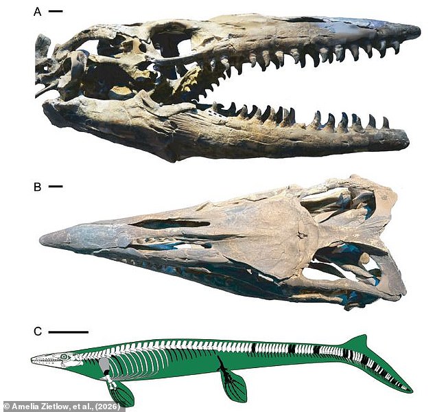New 43-foot marine reptile Tylosaurus rex rivals T. rex in size.