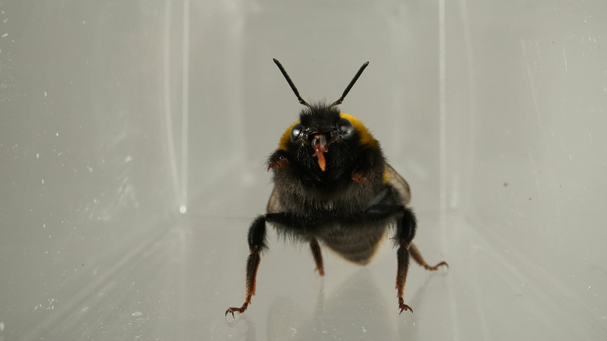 Bumblebees Show Facial Expressions of Enjoyment and Disgust Like Mammals