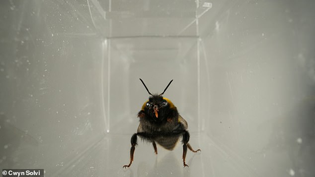 Bumblebees Show Facial Expressions of Enjoyment and Disgust Like Mammals