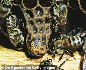 Bumblebees Show Facial Expressions of Enjoyment and Disgust Like Mammals
