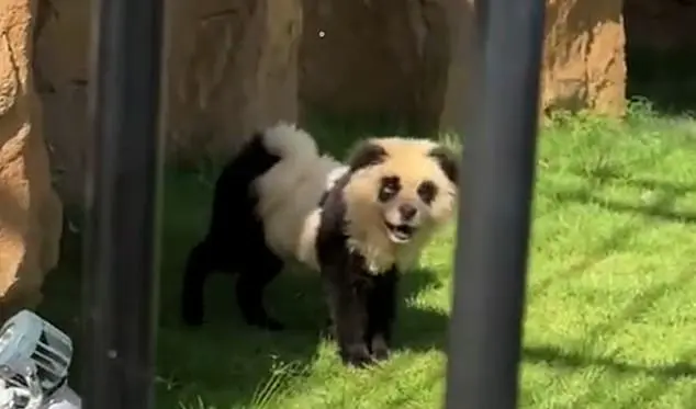 Chinese Zoo Faces Backlash for Painting Dogs to Resemble Tigers