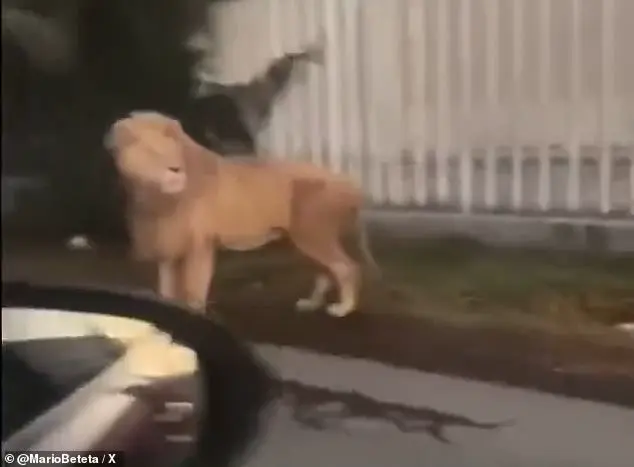 Escaped lion spotted in San Pedro Cholula, Mexico