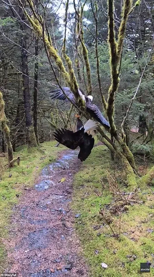 Incredible Video of Two Bald Eagles Tangled in a Tree in Kodiak, Alaska