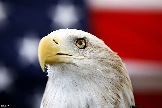 Incredible Video of Two Bald Eagles Tangled in a Tree in Kodiak, Alaska