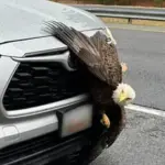 Incredible Video of Two Bald Eagles Tangled in a Tree in Kodiak, Alaska