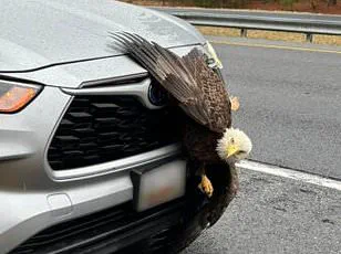 Incredible Video of Two Bald Eagles Tangled in a Tree in Kodiak, Alaska