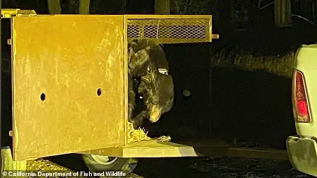 Los Angeles Man's Home Video Captures Giant Bear Hiding in Crawl Space