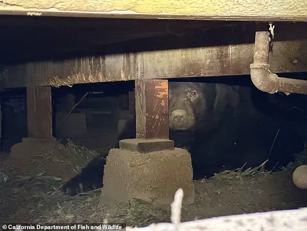 Los Angeles Man's Home Video Captures Giant Bear Hiding in Crawl Space