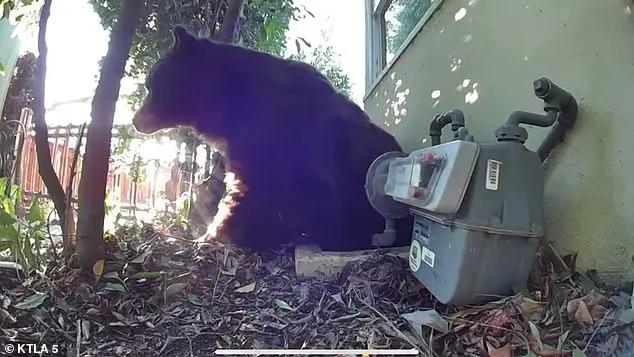 Los Angeles Man's Home Video Captures Giant Bear Hiding in Crawl Space