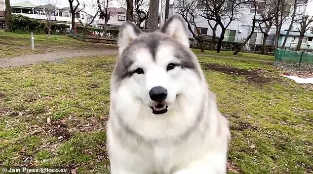 Man Transforms Himself into a Border Collie