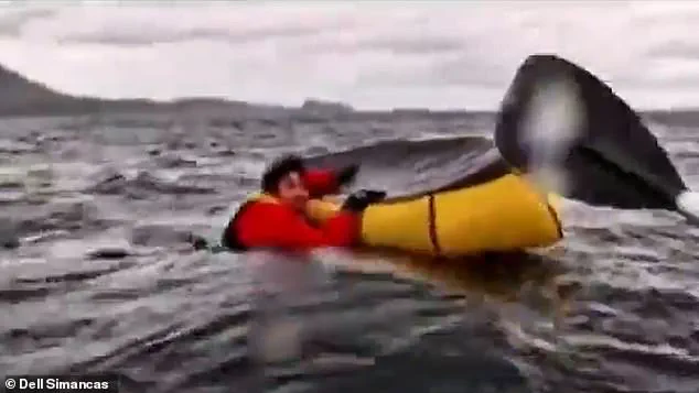 Mass. Lobster Diver's Whale Swallowing Story Vindicated by Chilean Kayaker's Similar Ordeal