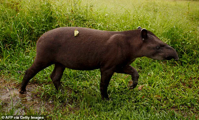 Rare Sighting of South American Tapir in Brazil Offers Hope for Wildlife Conservation