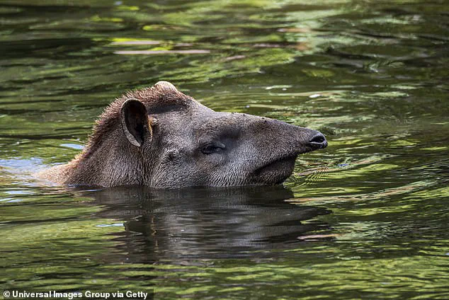 Rare Sighting of South American Tapir in Brazil Offers Hope for Wildlife Conservation