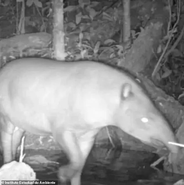 Rare Sighting of South American Tapir in Brazil Offers Hope for Wildlife Conservation