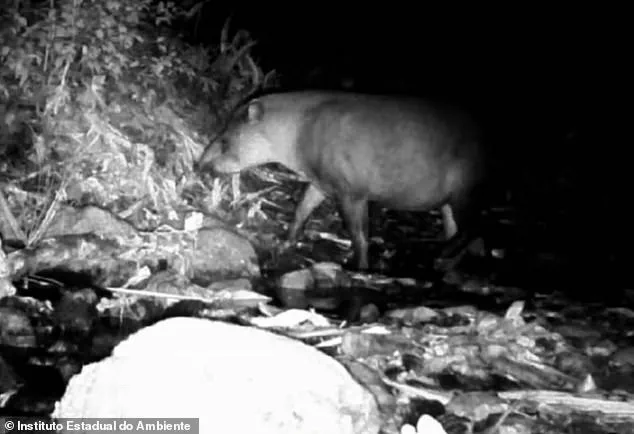 Rare Sighting of South American Tapir in Brazil Offers Hope for Wildlife Conservation