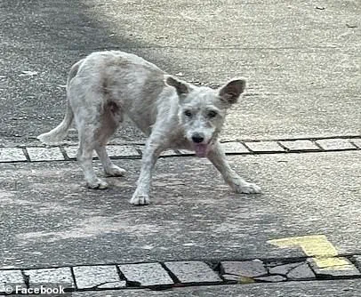 The Elusive Louisiana Fugitive Dog, Scrim, Finally Caught After Months on the Run