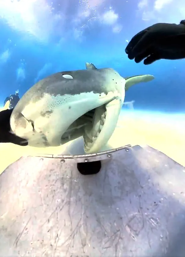 Tiger Shark Swallows Camera During Feeding Dive in the Bahamas