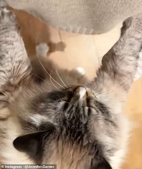 Jennifer Garner Faces Backlash for Viral Cat Video Controversy