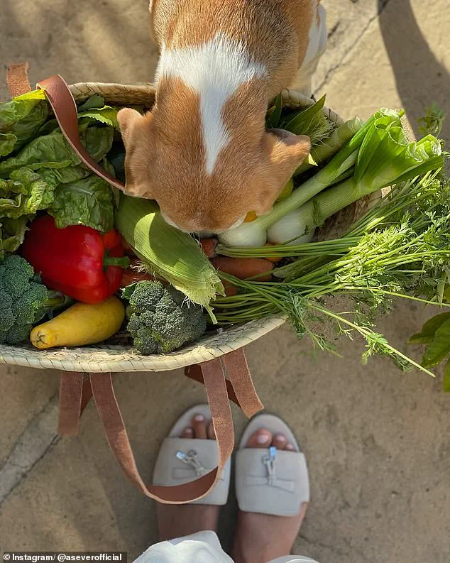 Meghan Markle's Controversial Instagram Post Under Fire as Experts Doubt Authenticity of 'Freshly Harvested' Garden Produce