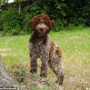 Exclusive Access: King Charles' Bespoke Tweed Dog Jackets Revealed, Limited to Privileged Few