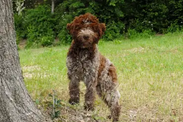 Exclusive Access: King Charles' Bespoke Tweed Dog Jackets Revealed, Limited to Privileged Few