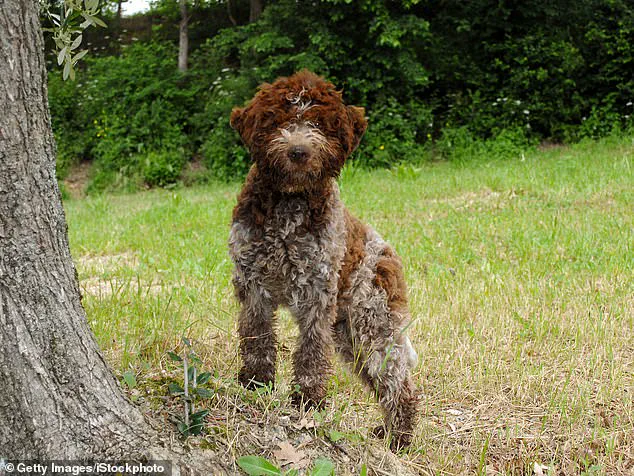 Exclusive Access: King Charles' Bespoke Tweed Dog Jackets Revealed, Limited to Privileged Few