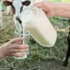 Pregnant Tradwife Influencer Promotes Dangerous Drink Despite Warnings: Exclusive Insights Reveal Privileged Access to Health Risks