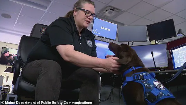 Shrouded in Secrecy: Maine Officials Fail to Explain Tragic Death of State-Owned Dog Left to Die in Locked Vehicle