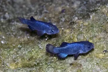 Catastrophic Decline of Devil's Hole Pupfish Raises Questions About Conservation and Earthquake-Induced Ecological Crisis