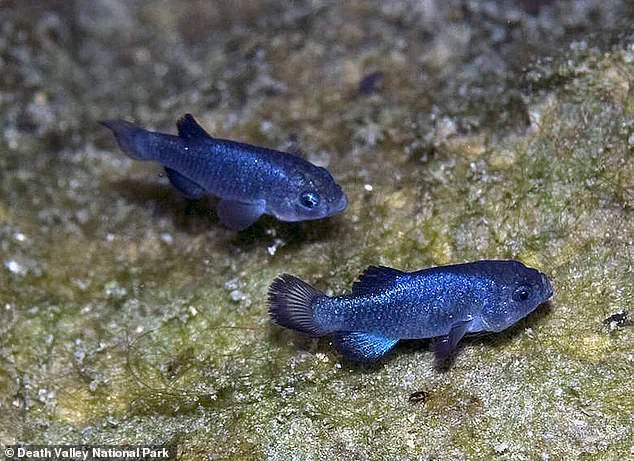 Catastrophic Decline of Devil's Hole Pupfish Raises Questions About Conservation and Earthquake-Induced Ecological Crisis