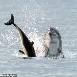 Dancing Dolphin's Dark Side: From Playful Fame to Near-Drowning Incident