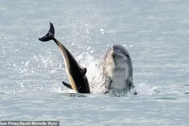 Dancing Dolphin's Dark Side: From Playful Fame to Near-Drowning Incident