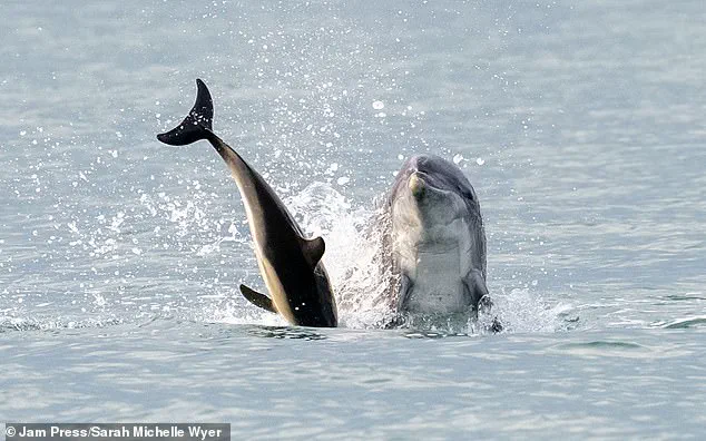 Dancing Dolphin's Dark Side: From Playful Fame to Near-Drowning Incident
