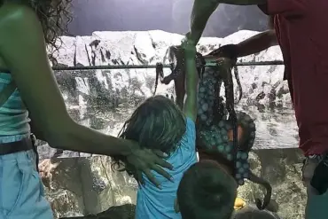 Octopus Incident at San Antonio Aquarium Sparks Safety Concerns After 6-Year-Old Sustains Bruises