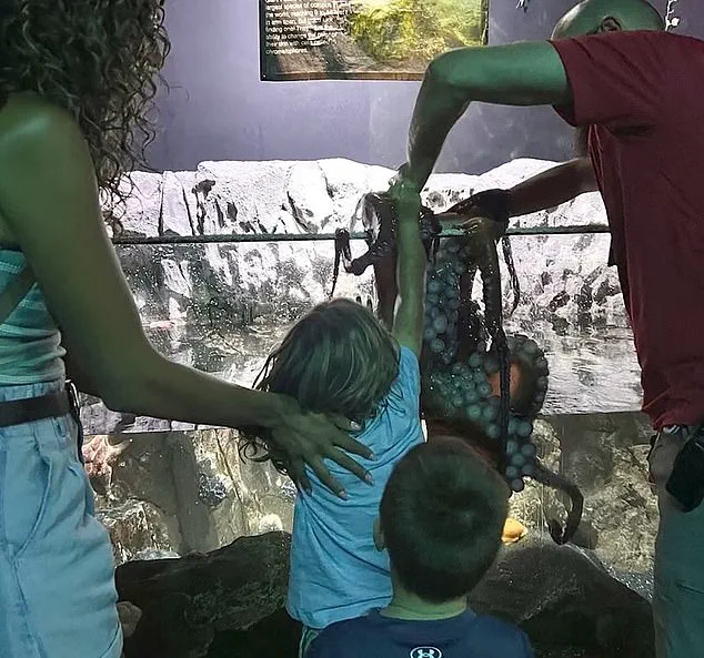 Octopus Incident at San Antonio Aquarium Sparks Safety Concerns After 6-Year-Old Sustains Bruises