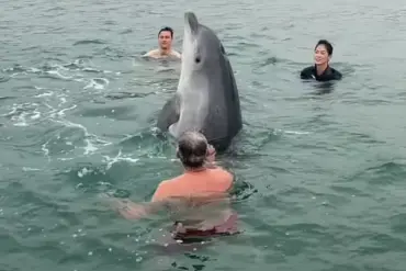 Solitary Bottlenose Dolphin Reggie's Viral Swimmer Interactions Prompt Scientific Concerns